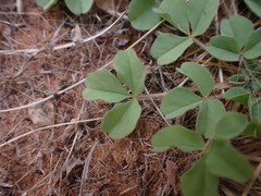 Oxalis lawsonii