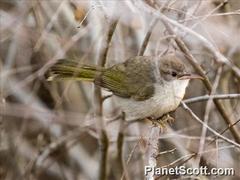 Thamnornis chloropetoides
