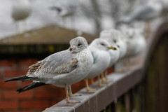 Larus delawarensis