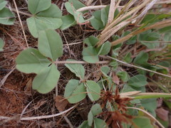 Oxalis lawsonii