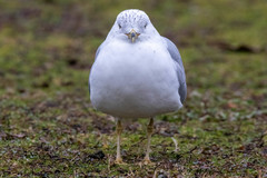 Larus delawarensis