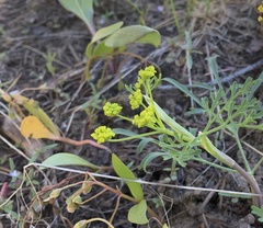 Lomatium ambiguum