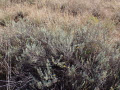 Pentzia calcarea