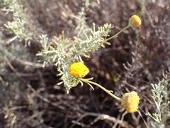 Pentzia calcarea