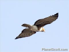 Aviceda madagascariensis