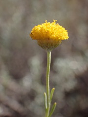 Pentzia calcarea