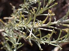 Pentzia calcarea