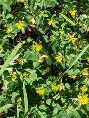 Trifolium dubium