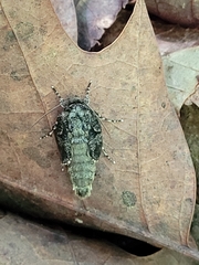 Prionoxystus