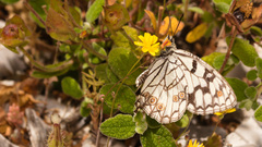 Melanargia ines