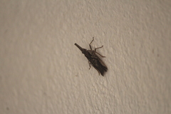 Amyclinae