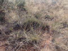 Aristida meridionalis