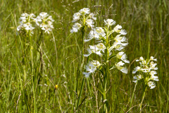 Platanthera praeclara