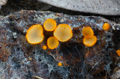 Arachnopeziza aurelia