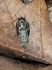 Prionoxystus