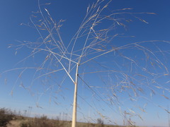 Aristida meridionalis
