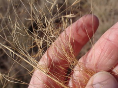 Aristida meridionalis