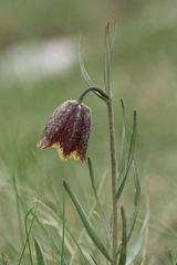 Fritillaria montana