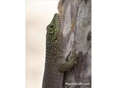 Phelsuma standingi