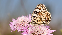Melanargia ines