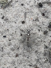 Ellipsoptera gratiosa