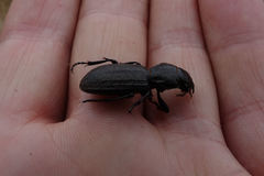 Mecodema sculpturatum