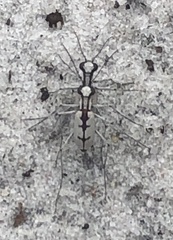 Ellipsoptera gratiosa