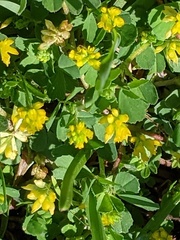 Trifolium dubium