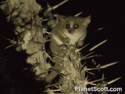 Grey Mouse Lemur