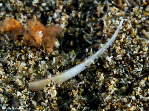 Representative image of Ditrupa arietina