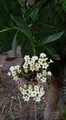 Tournefortia hartwegiana