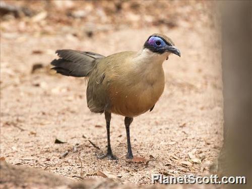 Giant Coua