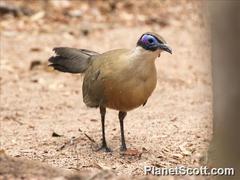 Giant Coua photo 3