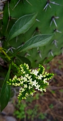 Tournefortia hartwegiana