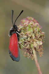 Zygaena rubicundus