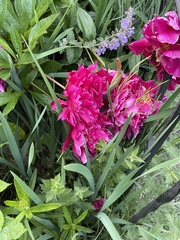 Paeonia officinalis