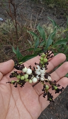 Tournefortia hartwegiana