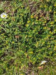 Trifolium dubium