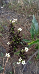 Tournefortia hartwegiana