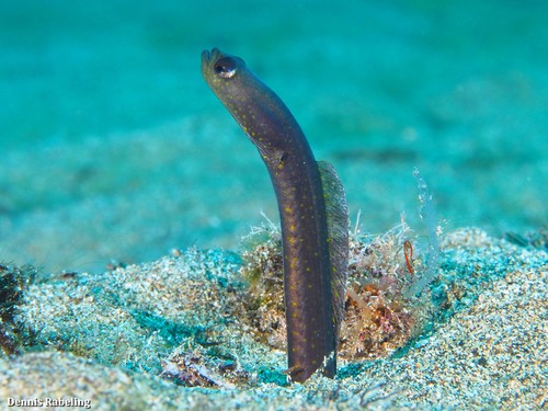 Brown Garden Eel