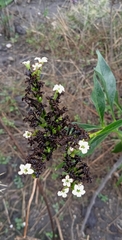 Tournefortia hartwegiana