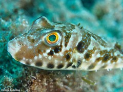 Sphoeroides marmoratus