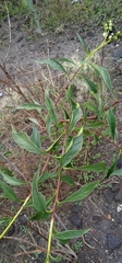 Tournefortia hartwegiana