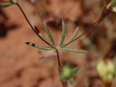 Leptosiphon chrysanthus