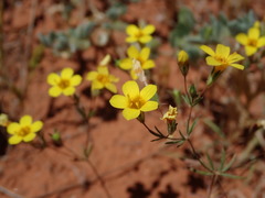 Leptosiphon chrysanthus