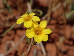 Leptosiphon chrysanthus