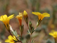 Leptosiphon chrysanthus