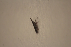 Amyclinae