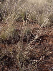 Aristida congesta congesta