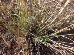 Aristida congesta congesta